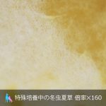培養中の冬虫夏草