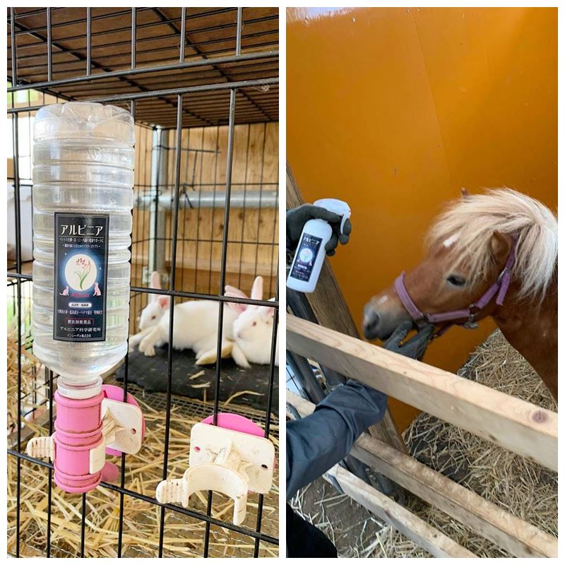 ウサギの飲用とポニーのスプレー