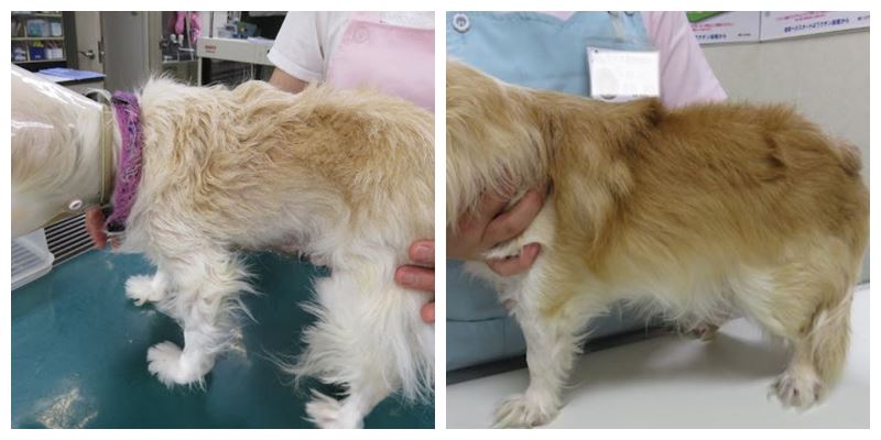 犬のアレルギー性皮膚炎