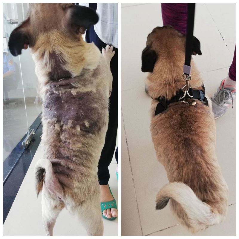 犬の皮膚と毛並み